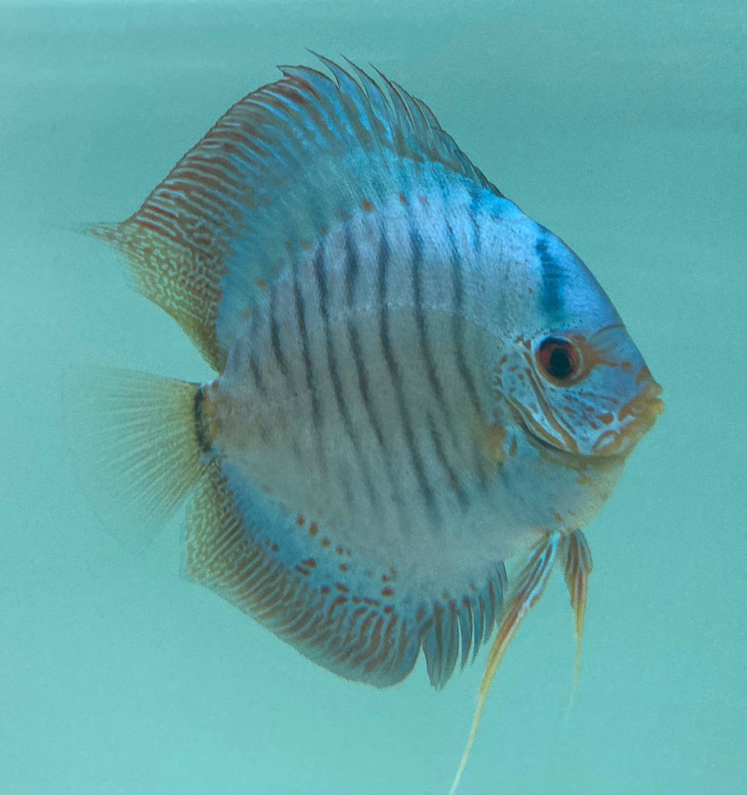 Blue Scorpion - Prime Selection