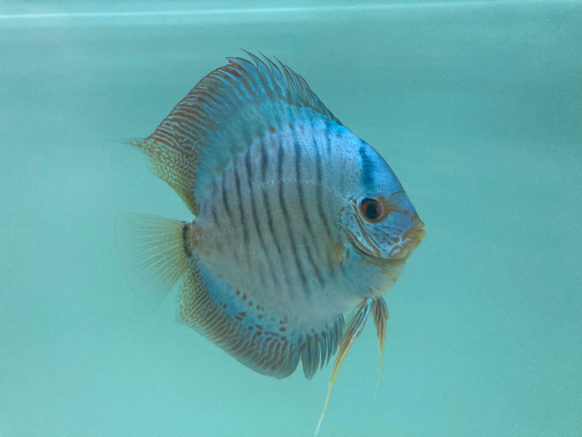Blue Scorpion