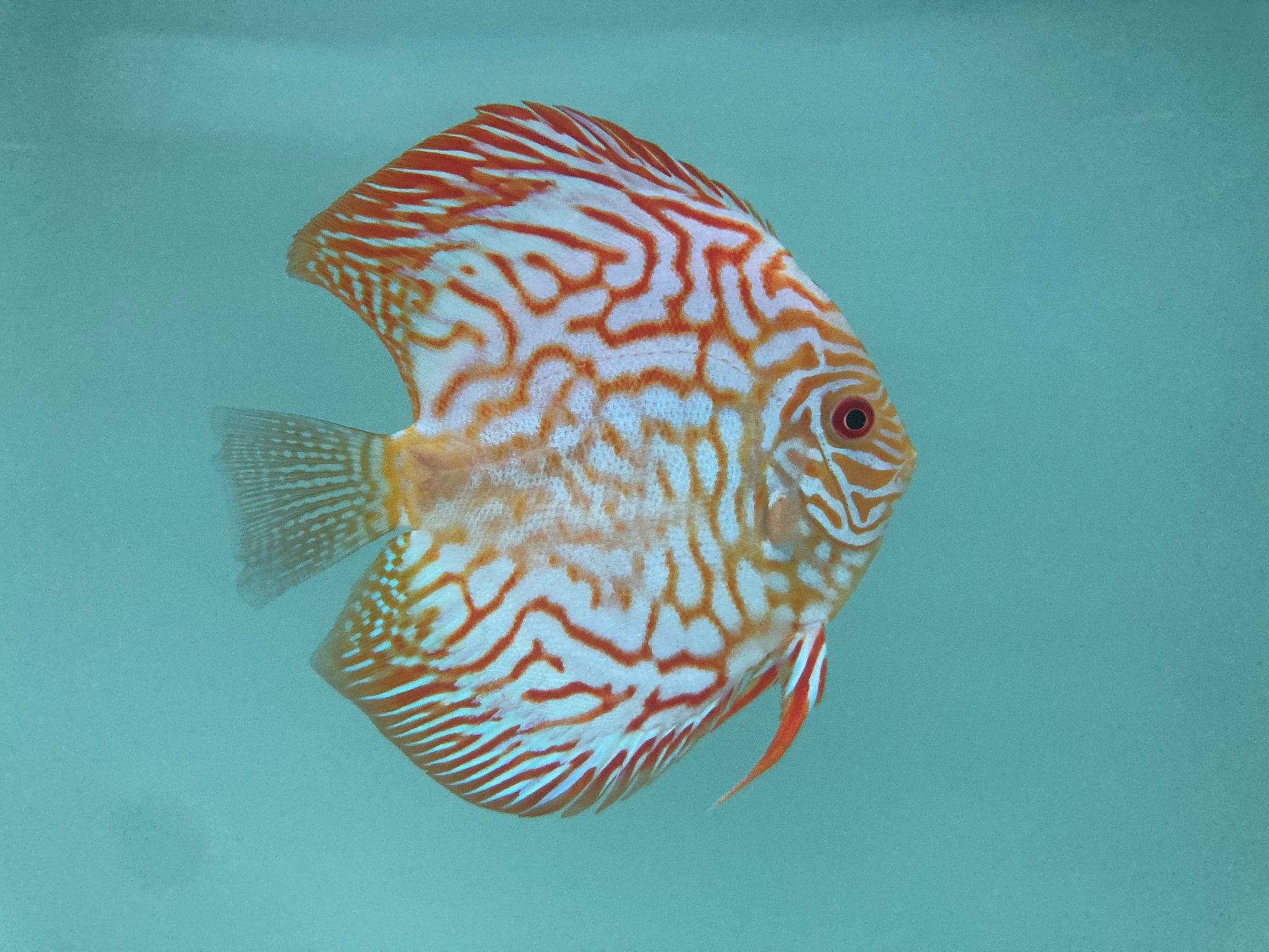 Red Checkerboard