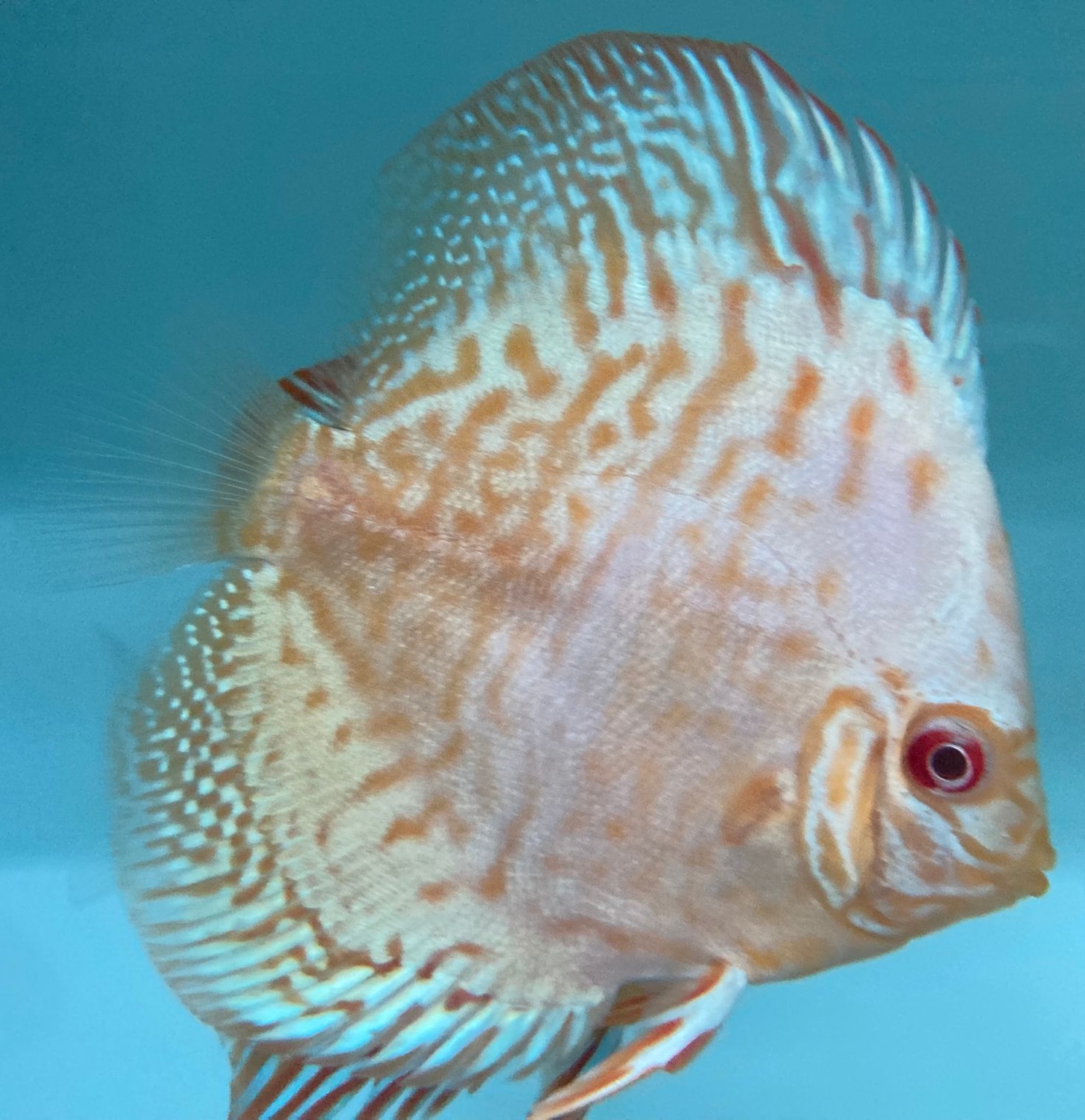 Albino Royal